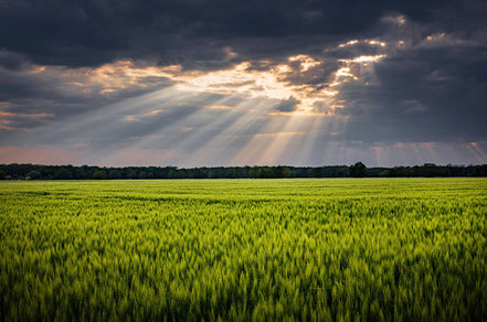 "Gottes-Strahlen" über eijnem Kornfeld