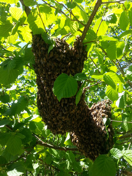 Essaim d'abeilles naturel suspendu à une branche d'arbre