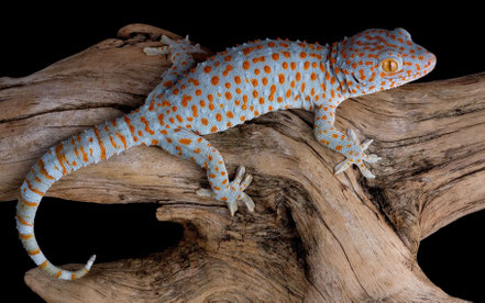 © 2012 wallpaperswiki.com. Quelle: http://wallpaperswiki.com/tokay-gecko-on-log/