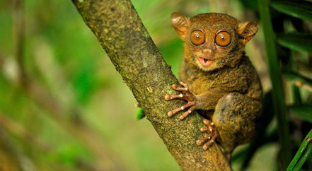 © 2010 Peter Slavik. Quelle: http://discovermagazine.com/2012/nov/03-silent-screech-of-the-tarsier