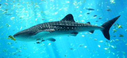 © Zac Wolf (CC) 3.0. Quelle: http://en.wikipedia.org/wiki/Whale_shark