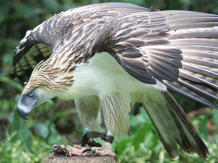 © 2011-2014 Konica Minolta, Inc.. Quelle: http://www.konicaminolta.com/ kids/endangered_animals/library/sky/philippine-eagle.html