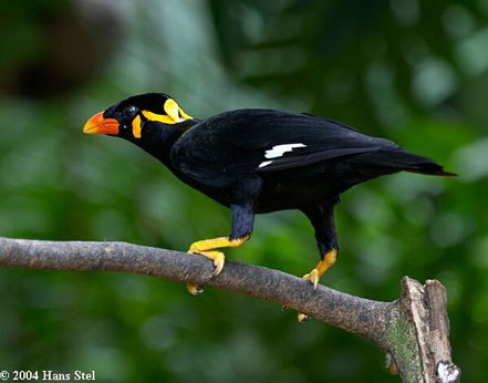 © 2004 Hans Stel. Quelle: http://orientalbirdimages.org/images/data/hill_myna_0933_hs.jpg