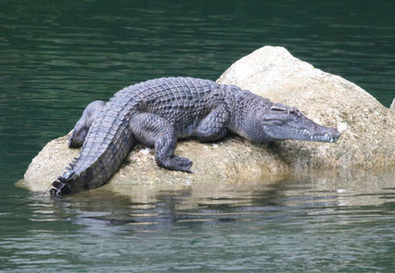 © Daniel Mietchen. CC BY 3.0. Quelle: http://de.wikipedia.org/wiki/Philippinen-Krokodil