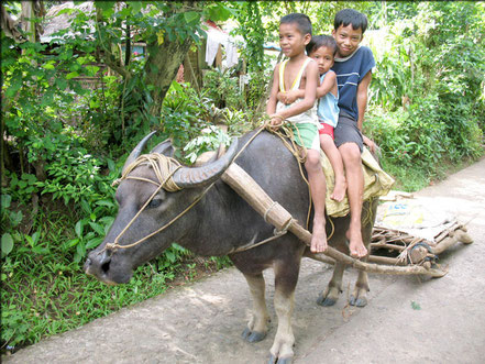 © 2.children.org. Quelle: http://www.rockefellernews.com/20570/carabao-croc-kills-2-in-philippines/
