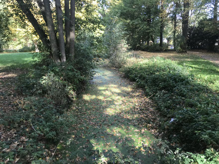 Der Teich im Wolfskuhlenpark wurde im Oktober 2018 zur Hälfte entschlammt