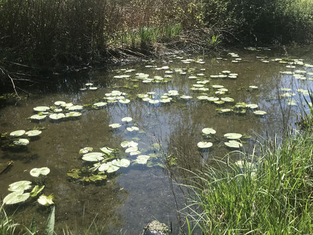 Kleines Biotop am Krimpelsee in Bremen-Habenhausen