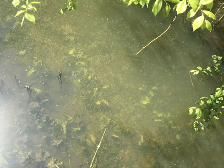 Klares Wasser im Tümpel am Krimpelsee in Bremen-Habenhausen