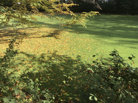 Der Wolfskuhlensee ist richtigerweise ein Teich