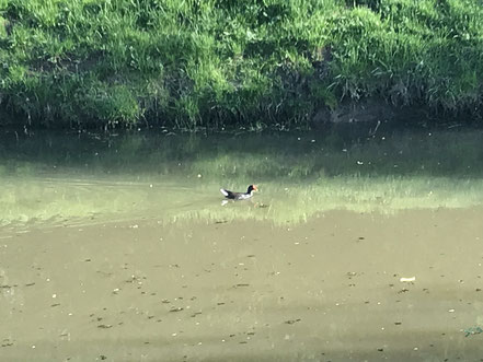 Der Wadeackersee ist Lebensraum zahlreicher Tiere