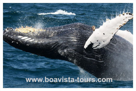 springender Buckelwal vor Boa Vista auf der Whale Watching Tour mit Boa Vista Tours