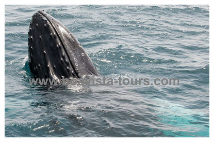 Spyhopping Buckelwal vor Boa Vista auf der Whale Watching Tour mit Boa Vista Tours