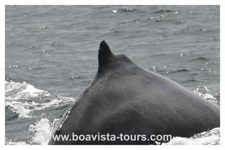 Rückenflosse eines Buckelwals vor Boa Vista auf der Whale Watching Tour mit Boa Vista Tours