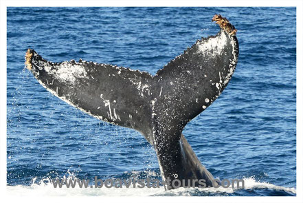 Fluke eines Buckelwals vor Boa Vista auf der Whale Watching Tour mit Boa Vista Tours