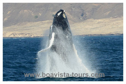 springender Buckelwal vor Boa Vista auf der Whale Watching Tour mit Boa Vista Tours