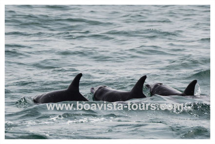 Deutschsprachig Gefuhrte Walbeobachtung Boa Vista Tours Personlich Kompetent