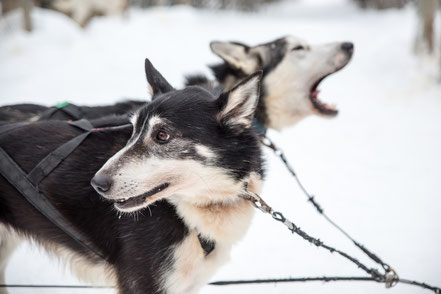 Husky, Lappland, Finnland
