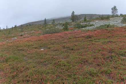 Yllästunturi, Lappland, Finnland