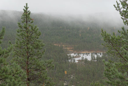 Wald, Finnland