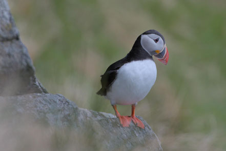 Papageientaucher, Runde, Norwegen