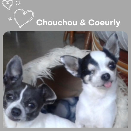 CHOUCHOU & COEURLY adoptés en Juillet 2018 - RIP