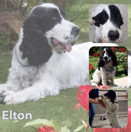ELTON adopté en Avril 2019 - RIP 18/7/23