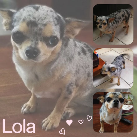 LOLA adoptée en Avril 2019