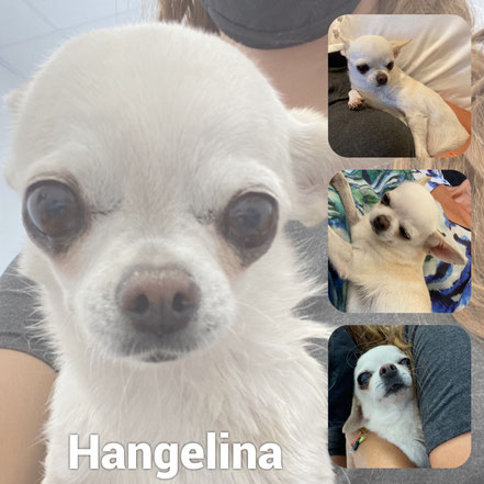 Hangelina adoptée en Septembre 2020 - RIP 22/12/25