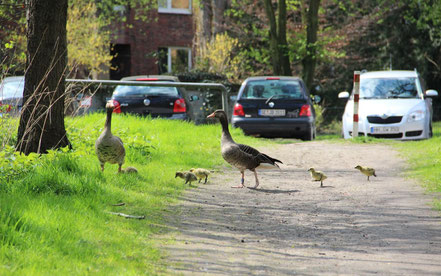 Beim Wandern haben es Gänsefamilien immer eilig. (S.Hinrichs)