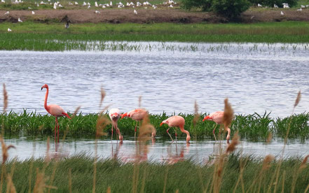 Flamingos auf Nahrungssuche