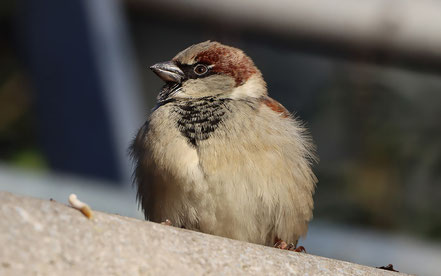 Männlicher Haussperling mit der charakteristischen grauen Kappe.