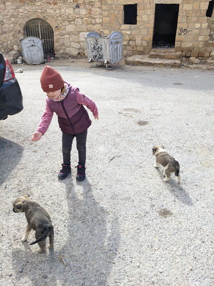 Adorable puppies in Dana Village 