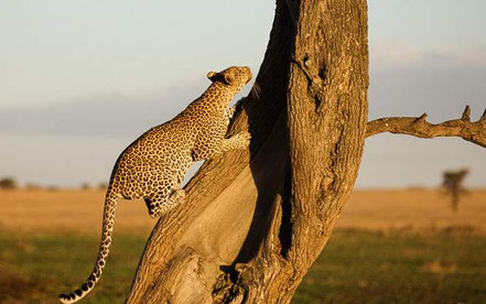 6-day-tanzania-safari.jpg