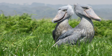 Mabamba-rare-shoebill-stork.jpg