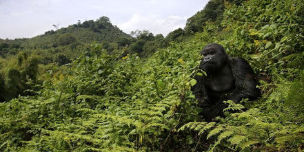 volcanoes-national-park.jpg