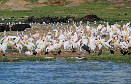 Lake-mburo-national-park.jpg