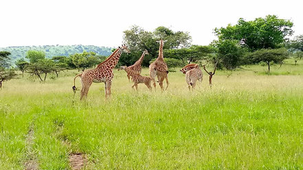 akagera-national-park-safari.jpg