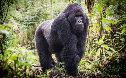 volcanoes-national-park-gorilla.jpg