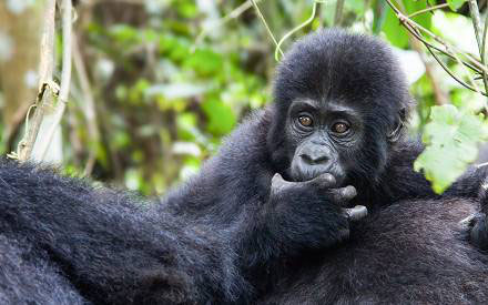 5-day-budget-gorilla-trekking-&-wildlife-safari.jpg