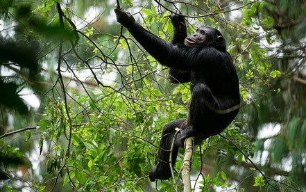 Nyungwe-forest-national-park-chimpanzee.jpg