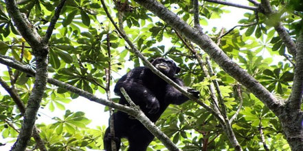 kalinzu-forest-reserve-chimpanzee.jpg