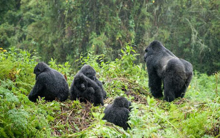 6-day-gorilla-trekking-safari.jpg