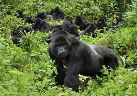 bwindi-impenetrable-forest-national-park-mountain-gorilla.jpg