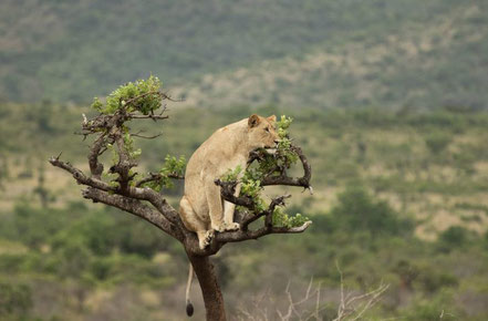 akagera-national-park-lions.jpg