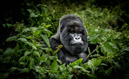volcanoes-national-park-gorilla.jpg