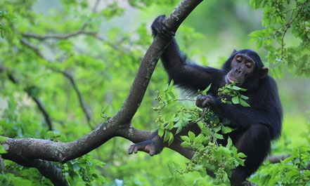 kibale-forest-national-park-chimpanzee.jpg