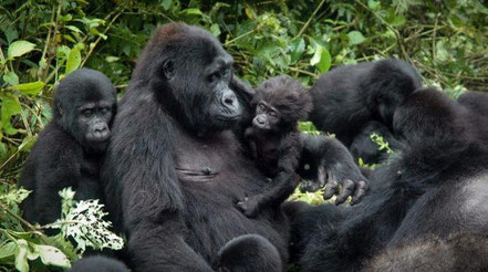 bwindi-impenetrable-forest-national-park-mountain-gorilla.jpg