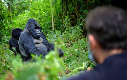 5-days-bugdet-gorilla-trekking-tour-and-chimpanzee-trekking-safari-to-Uganda.jpg