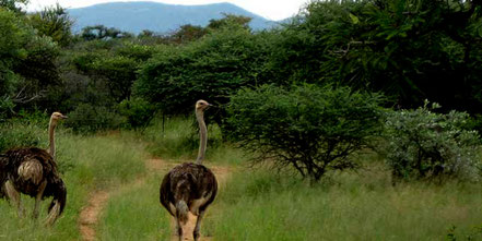 Pian-upe-game-reserve.jpg