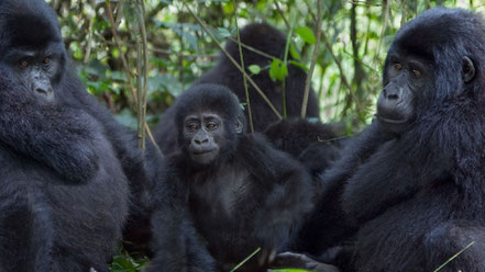 bwindi-impenetrable-national-park-gorillas.jpg